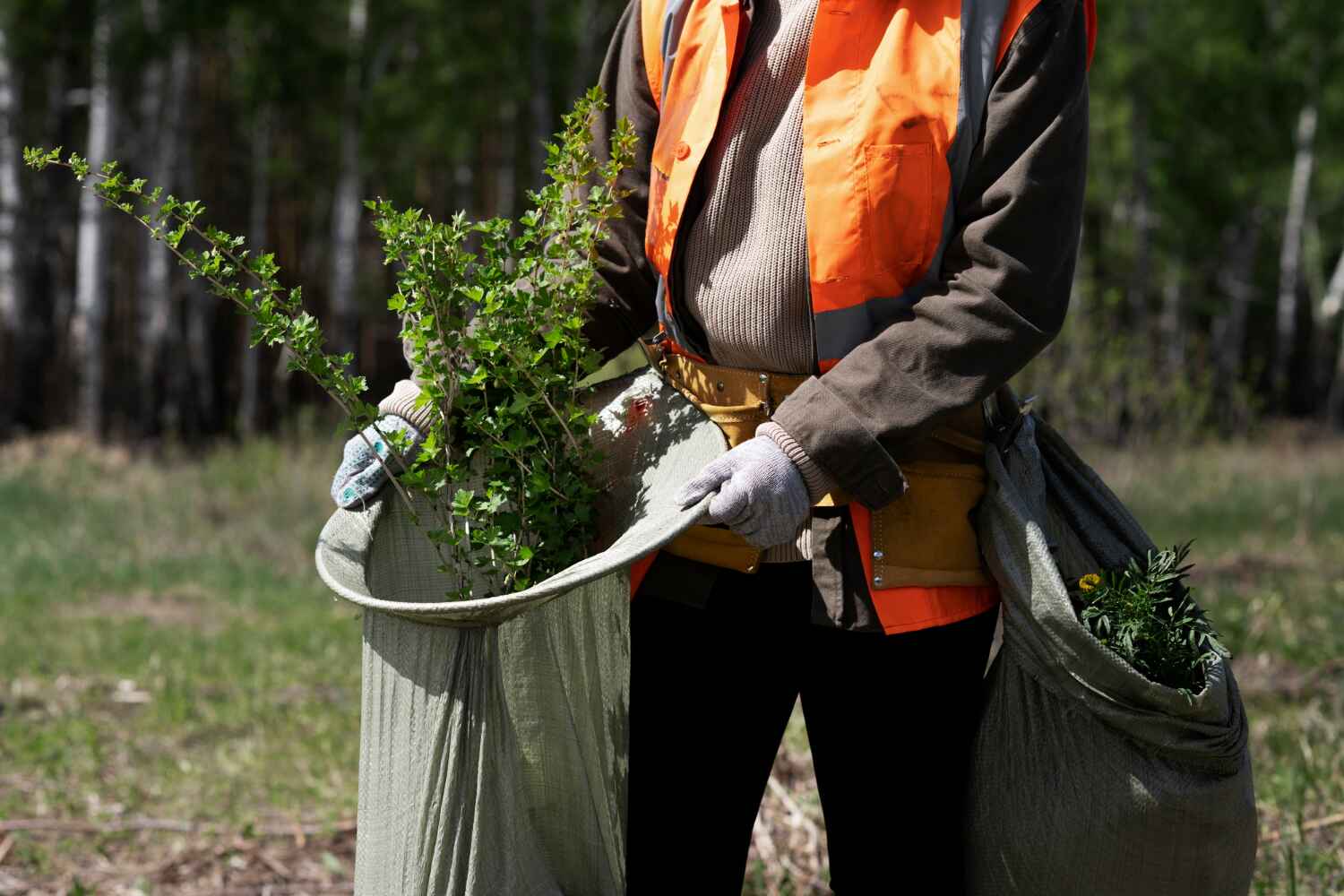 The Steps Involved in Our Tree Care Process in Kirby, TX